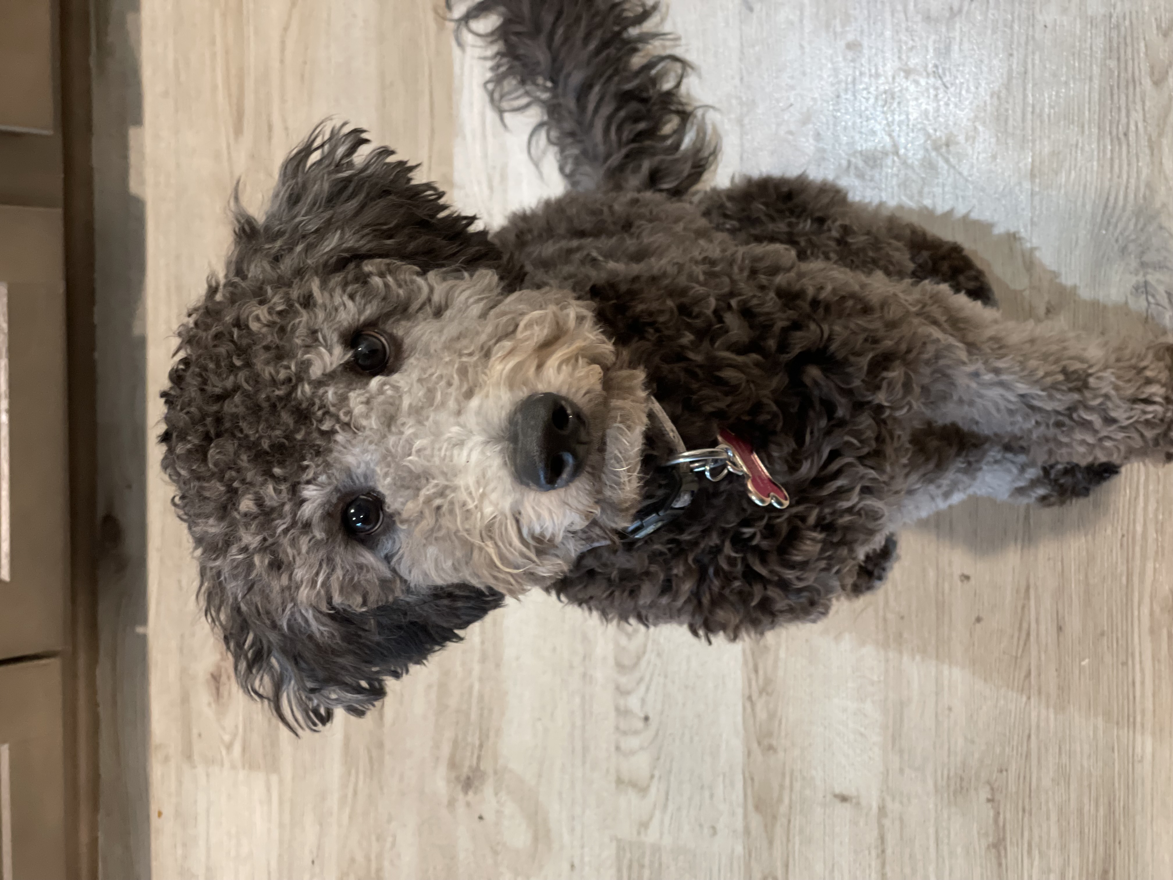 Millie the dog